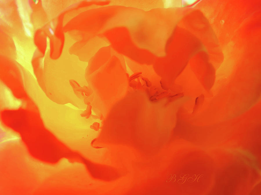 Yellow Orange Rose Swirl - Super Macro Rose Photography - Rose Art Photograph by Brooks Garten Hauschild