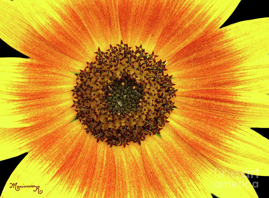 Yellow-orange Sunflower Photograph by Mariarosa Rockefeller