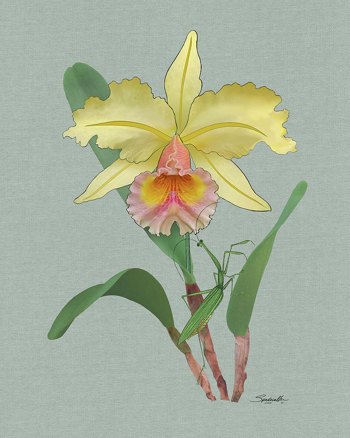 Yellow Orchid and Mantis Digital Art by M Spadecaller