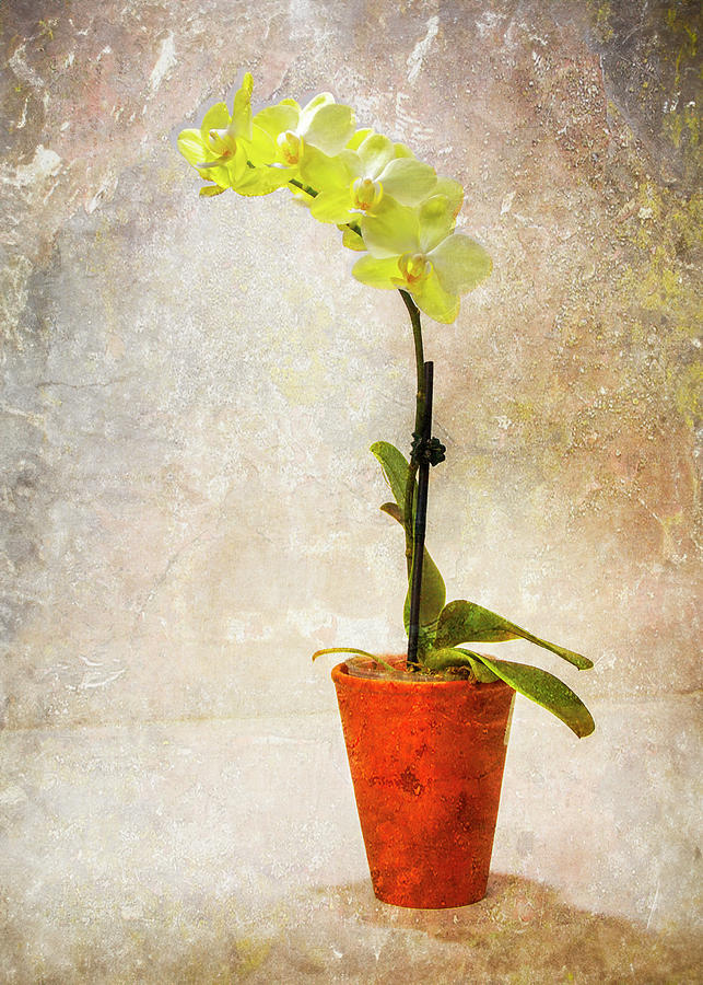 Yellow Orchid in Clay Pot Photograph by Patti Deters