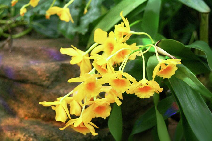 Yellow Orchid Photograph by Masha Batkova