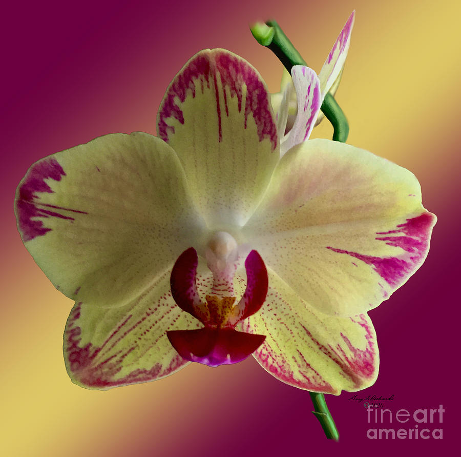 Yellow Orchid Phalaenopsis  Photograph by Gary F Richards