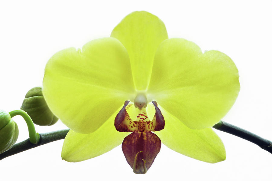 Yellow Orchid. Photograph by Terence Davis