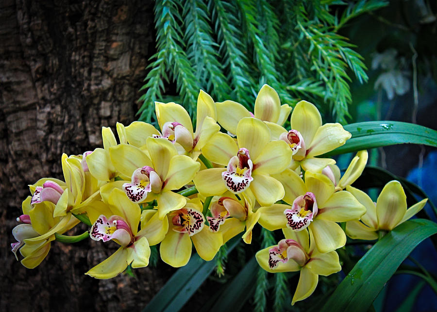 Yellow Orchids Photograph