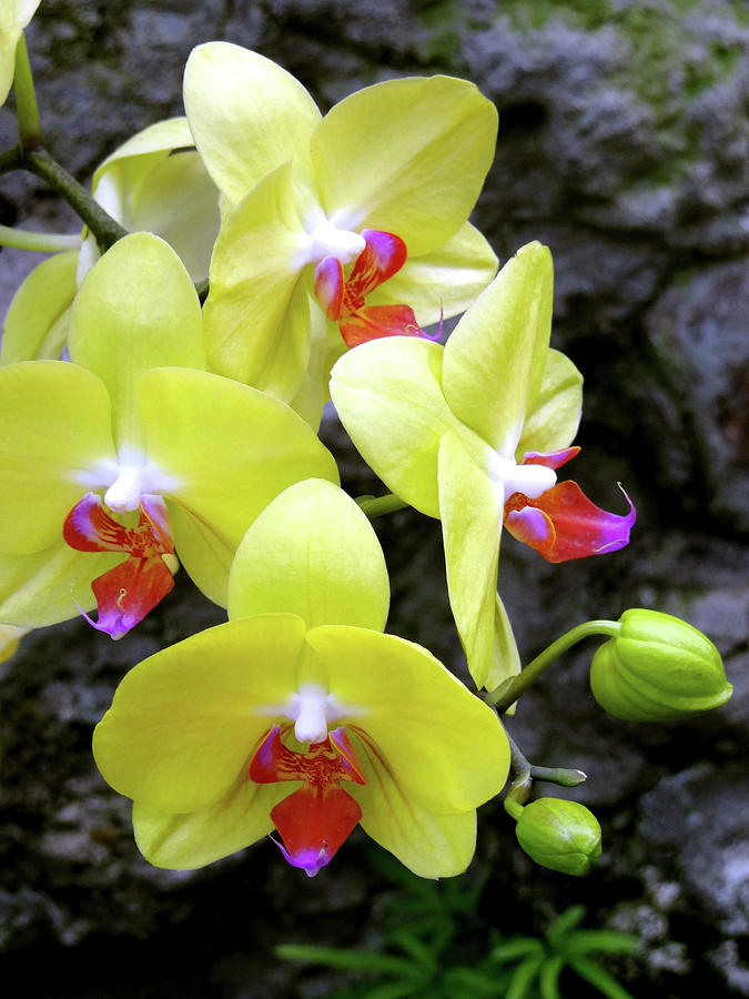 Yellow Orchids Photograph by Julia Wilcox