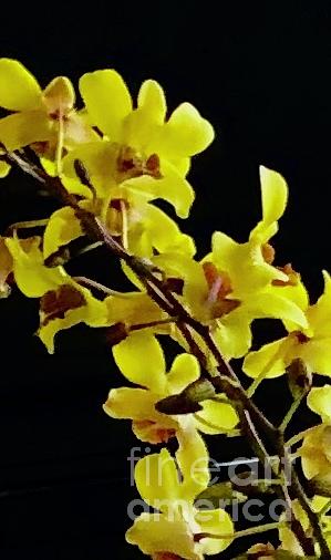 Yellow Orchids Photograph by Karen Nicholson