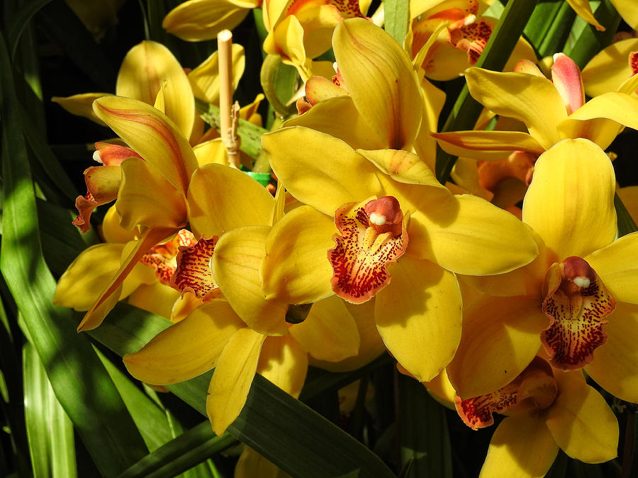 Yellow Orchids NY Botanical Garden Photograph by Russel Considine
