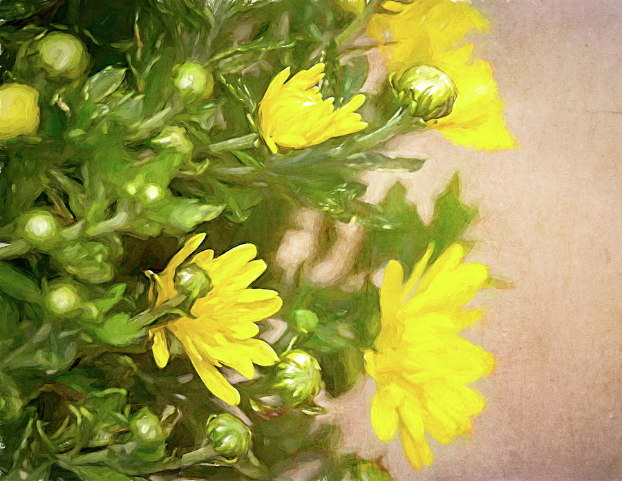 Yellow Painted Mums Photograph