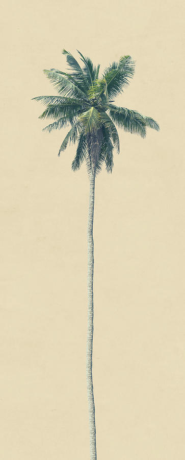 Nature Photograph - Yellow Palm by Andrew Paranavitana