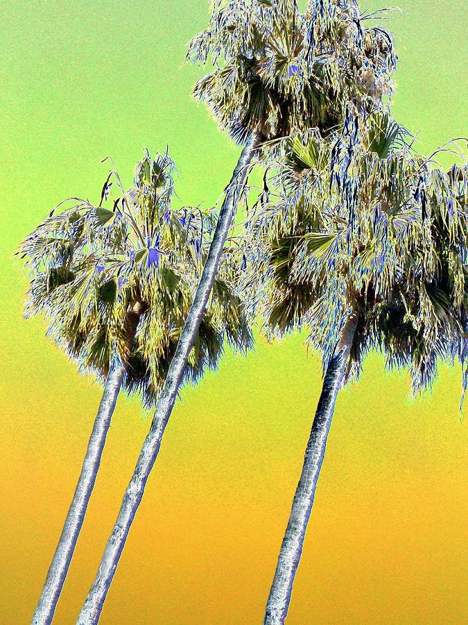 Yellow Palms Photograph by Maureen J Haldeman