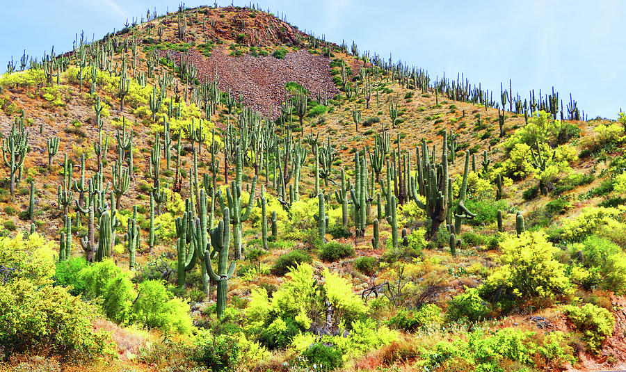 Yellow Palo verde Flowers and Saguaro Cacti Digital Art by Tom Janca