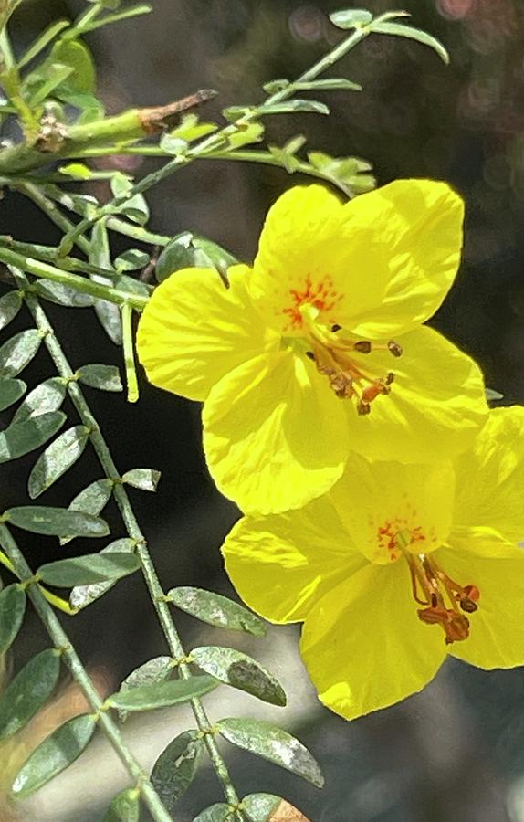 Yellow Paloverde Flowers Digital Art by Kathleen Boyles