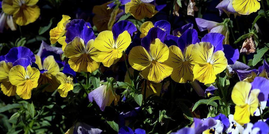Yellow Pansies 2 Photograph by Jerry Sodorff