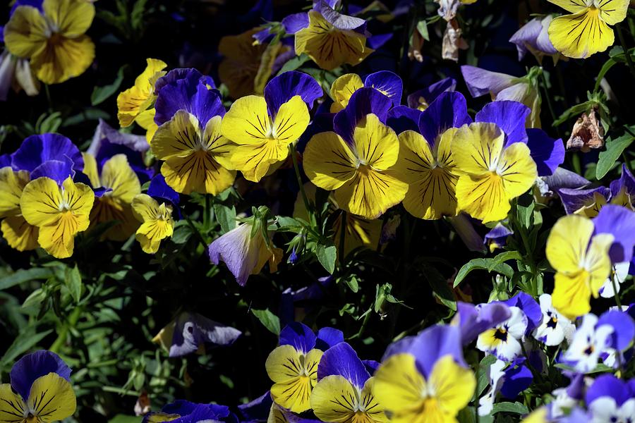 Yellow Pansies Photograph by Jerry Sodorff