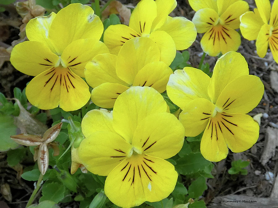 Yellow Pansies Photograph by Kimmary I MacLean