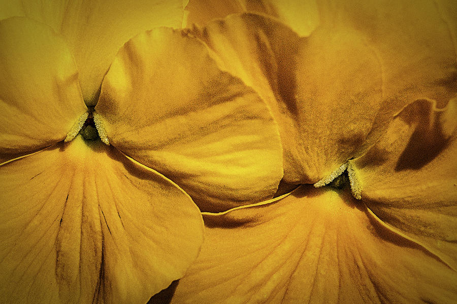 Yellow Pansies Macro Photograph by Stuart Litoff