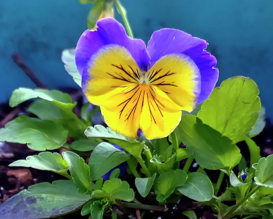 Yellow Pansy Photograph by Jerry Sodorff
