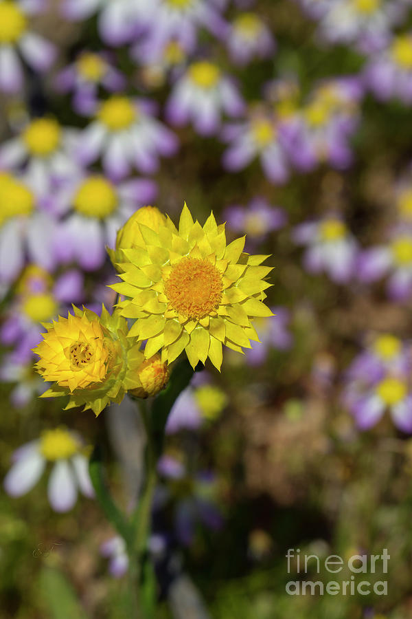 Yellow Paper Daisies Photograph by Elaine Teague