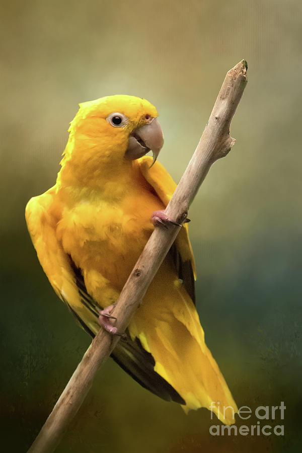 Yellow Parrot Photograph by Ed Taylor