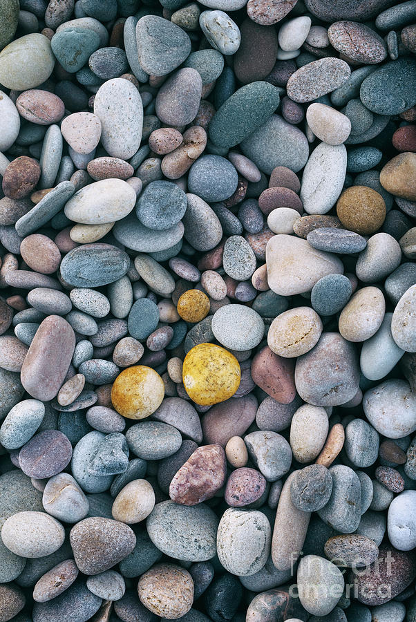 Pebbles Photograph - Yellow Pebbles by Tim Gainey