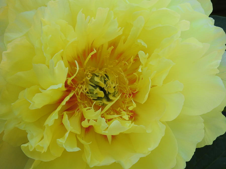 Yellow Peony Photograph by Barbara Ebeling - Pixels