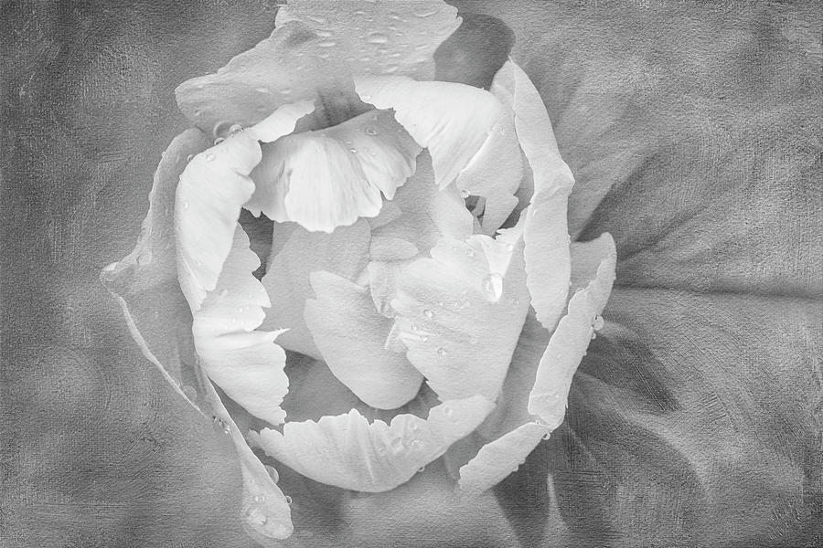 Yellow Peony BW Photograph by Susan Candelario