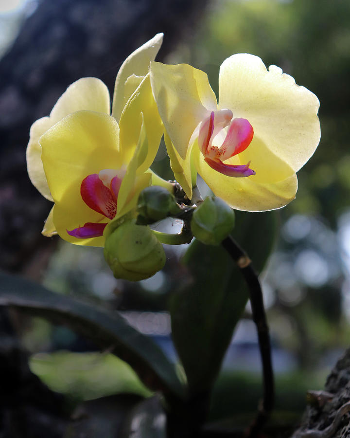 Yellow Phalaenopsis Orchid Photograph by David T Wilkinson