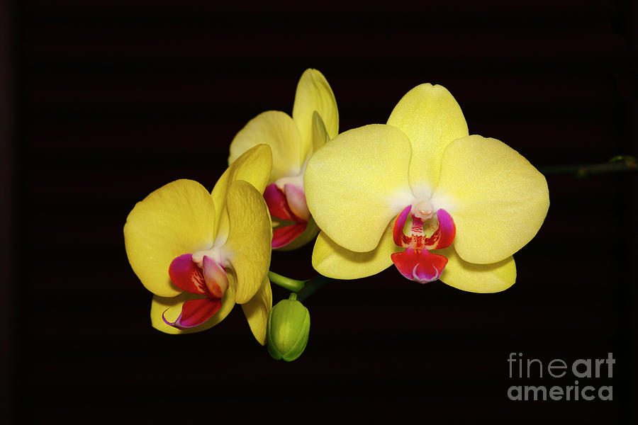 Yellow Phalaenopsis Orchids Photograph by James Brunker