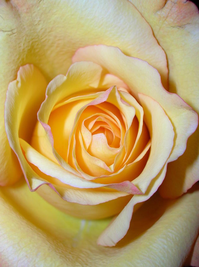 Yellow Pink-tip Queen Closeup Photograph by Caritas Creation Yellow Pink-tip Queen Closeup Photograph by Caritas Creation