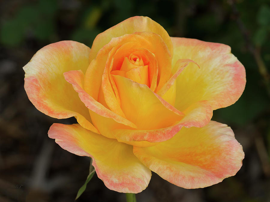 Yellow, Pink Tipped Rose Photograph by Elaine Teague