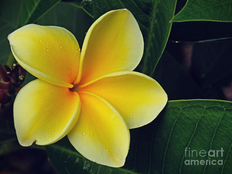 Plumeria XIV Photograph by Lisa Golden - Fine Art America