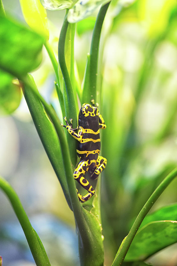 Yellow Poison Dart Frog Photograph by Doug Wittrock
