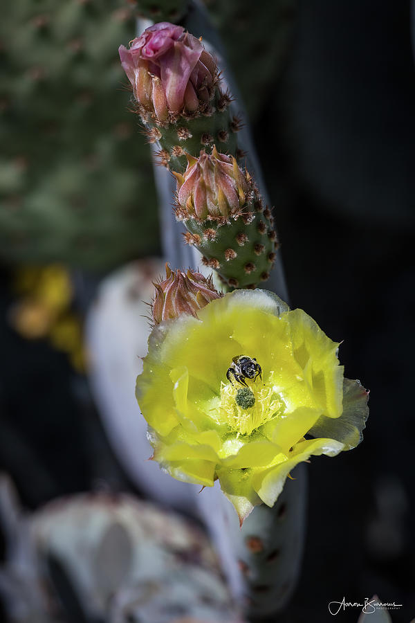 Yellow Pollination Photograph by Aaron Burrows