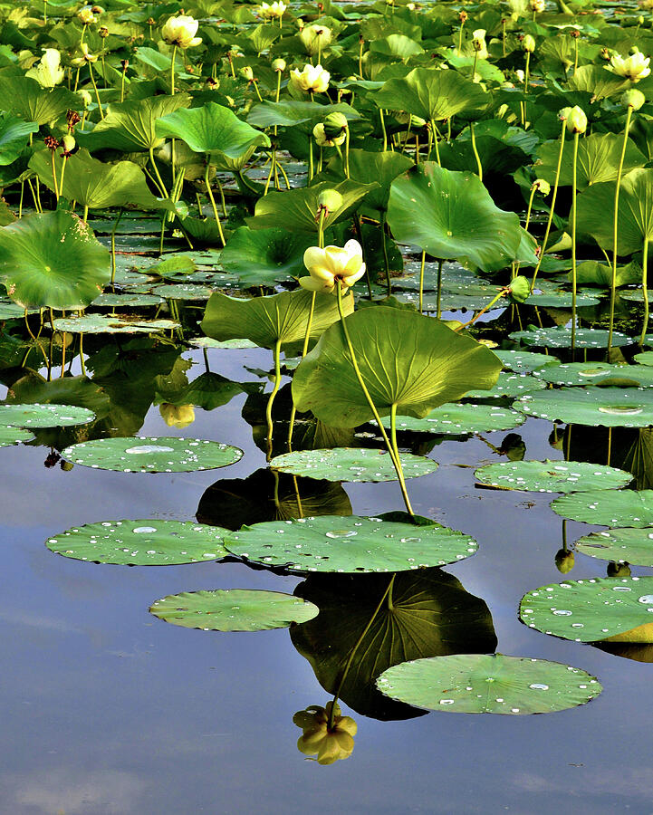 Yellow Pond Lily in Late Summer Photograph by Susie Loechler Yellow Pond Lily in Late Summer Photograph by Susie Loechler