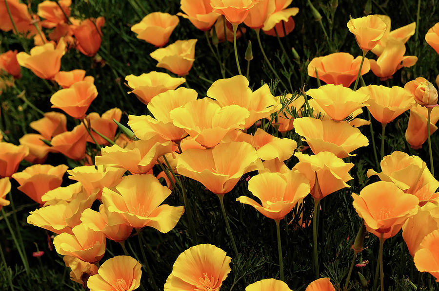 Yellow Poppies Photograph by Doug Wittrock