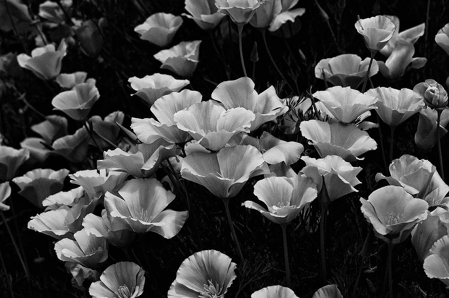 Yellow Poppies in black and white Photograph by Doug Wittrock