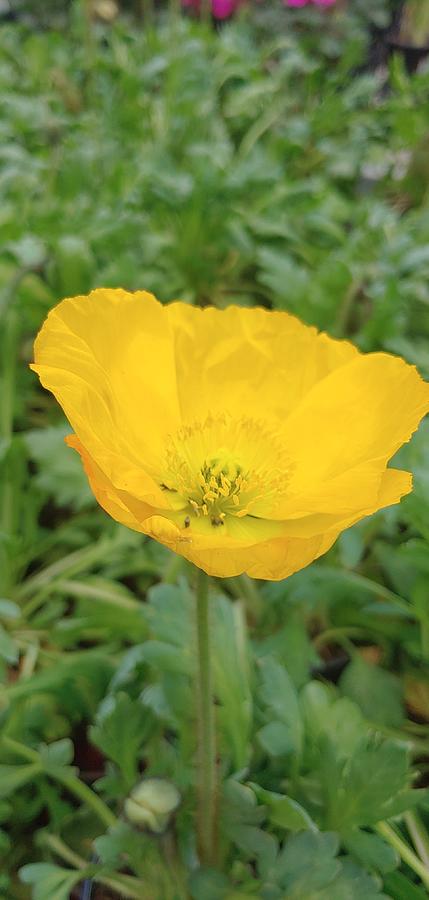 Yellow Poppy Flower Photograph by Alma Yamazaki