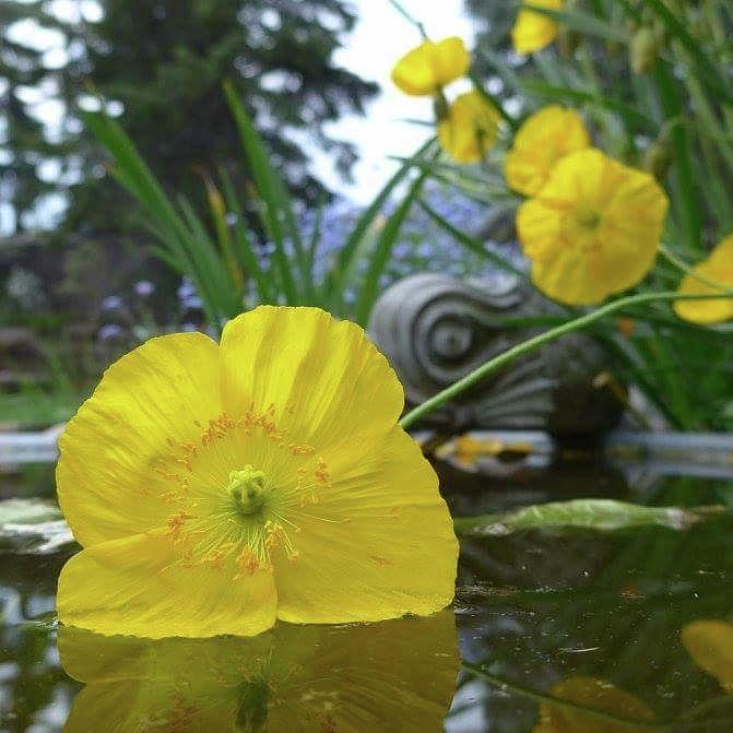Yellow poppy in a pool Photograph by Lisa Mutch