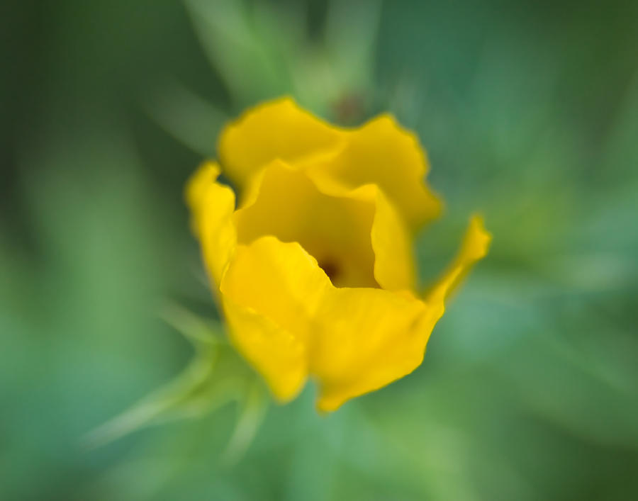 Yellow Poppy  Photograph by Montez Kerr