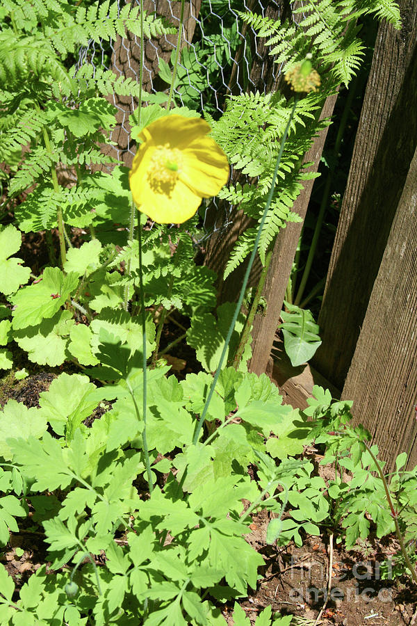 Yellow Poppy Photograph by Norma Appleton
