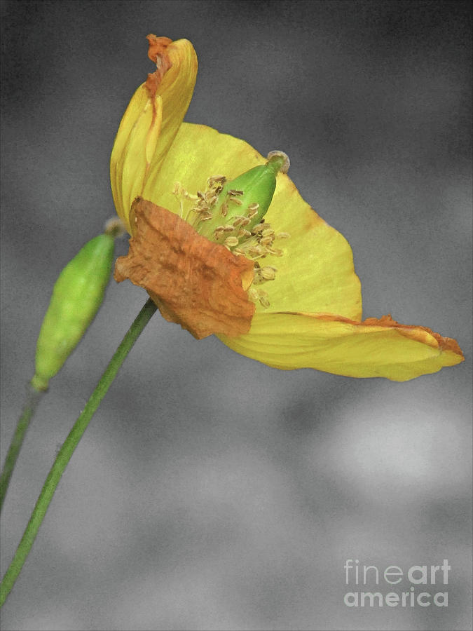 Yellow Poppy On Grey 2 Photograph by Kim Tran