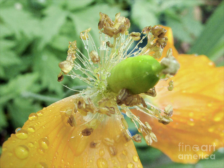Yellow Poppy With Raindrops Photograph by Kim Tran