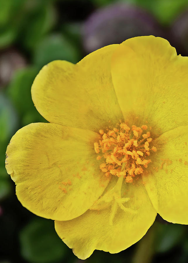 Yellow Portulaca Flower With Pollen Photograph