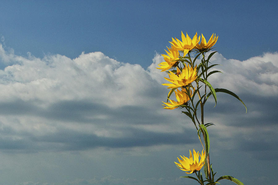 Yellow Prairie Flowers against the Sky Photograph by Randall Nyhof