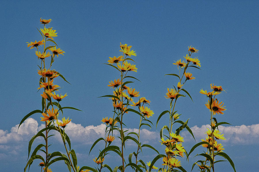 Yellow Prairie Flowers in Iowa Photograph by Randall Nyhof