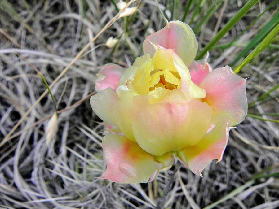 Yellow Prickly Pear Photograph by Amanda R Wright