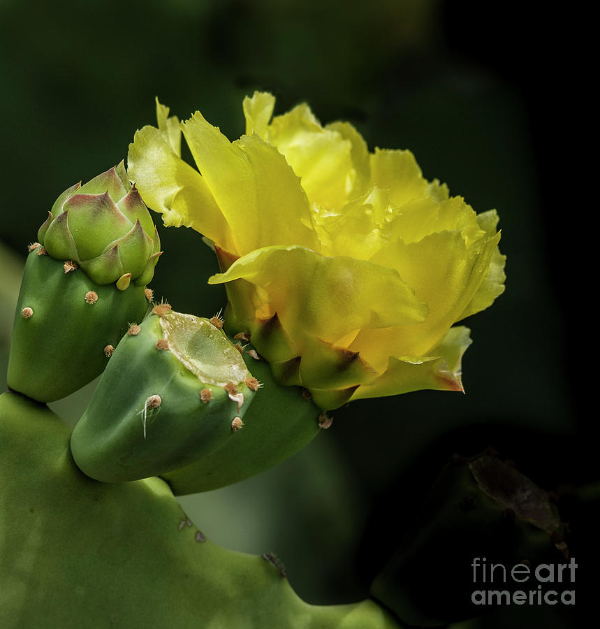 Spring Photograph - Yellow Prickly Pear Cactus Bloom by John Arnaldi
