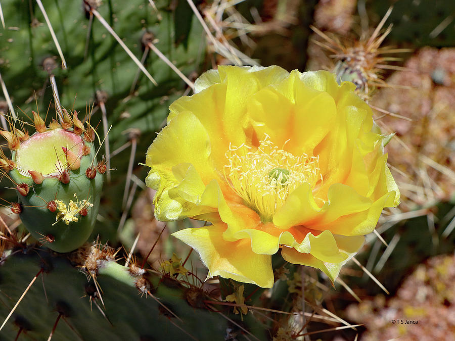 Yellow Prickly Pear Cactus Flower Digital Art by Tom Janca