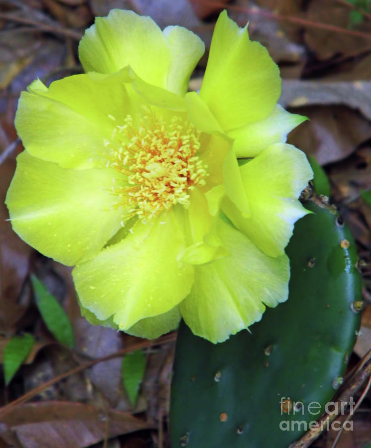 Yellow Prickly Pear Flower Photograph by D Hackett