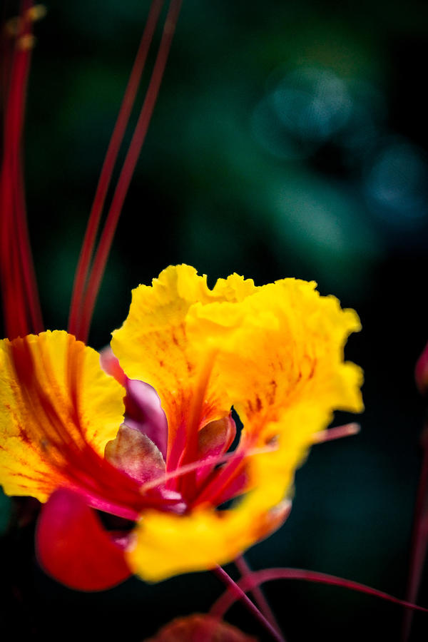 Yellow Pride of Barbados Flower Photograph by W Craig Photography